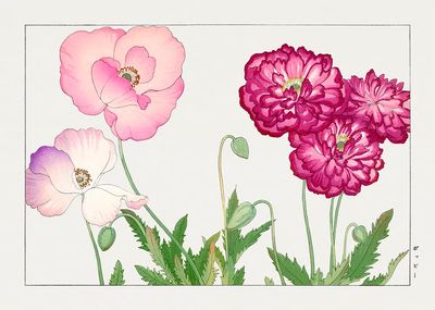 Vintage poppy flower, ukiyo e.