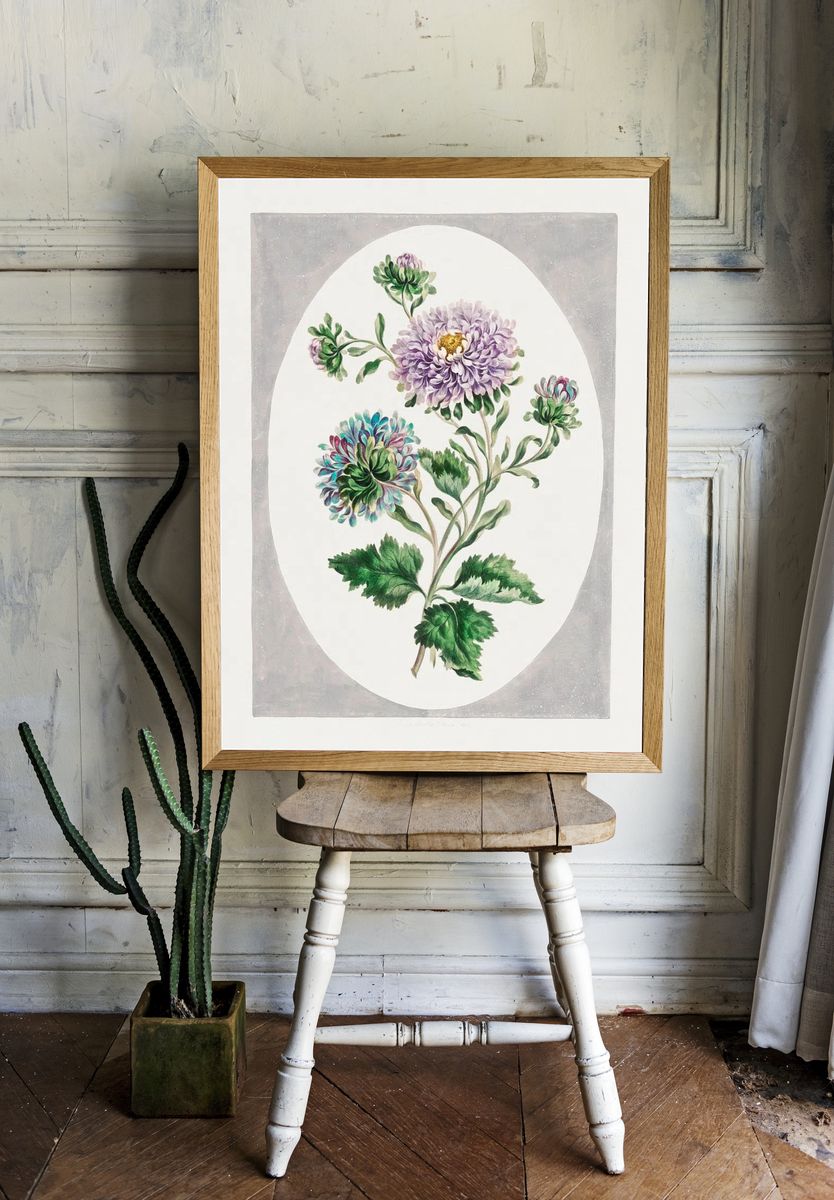 Large Double-China Aster (1793) high. — room view 1