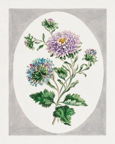 Large Double-China Aster (1793) high.