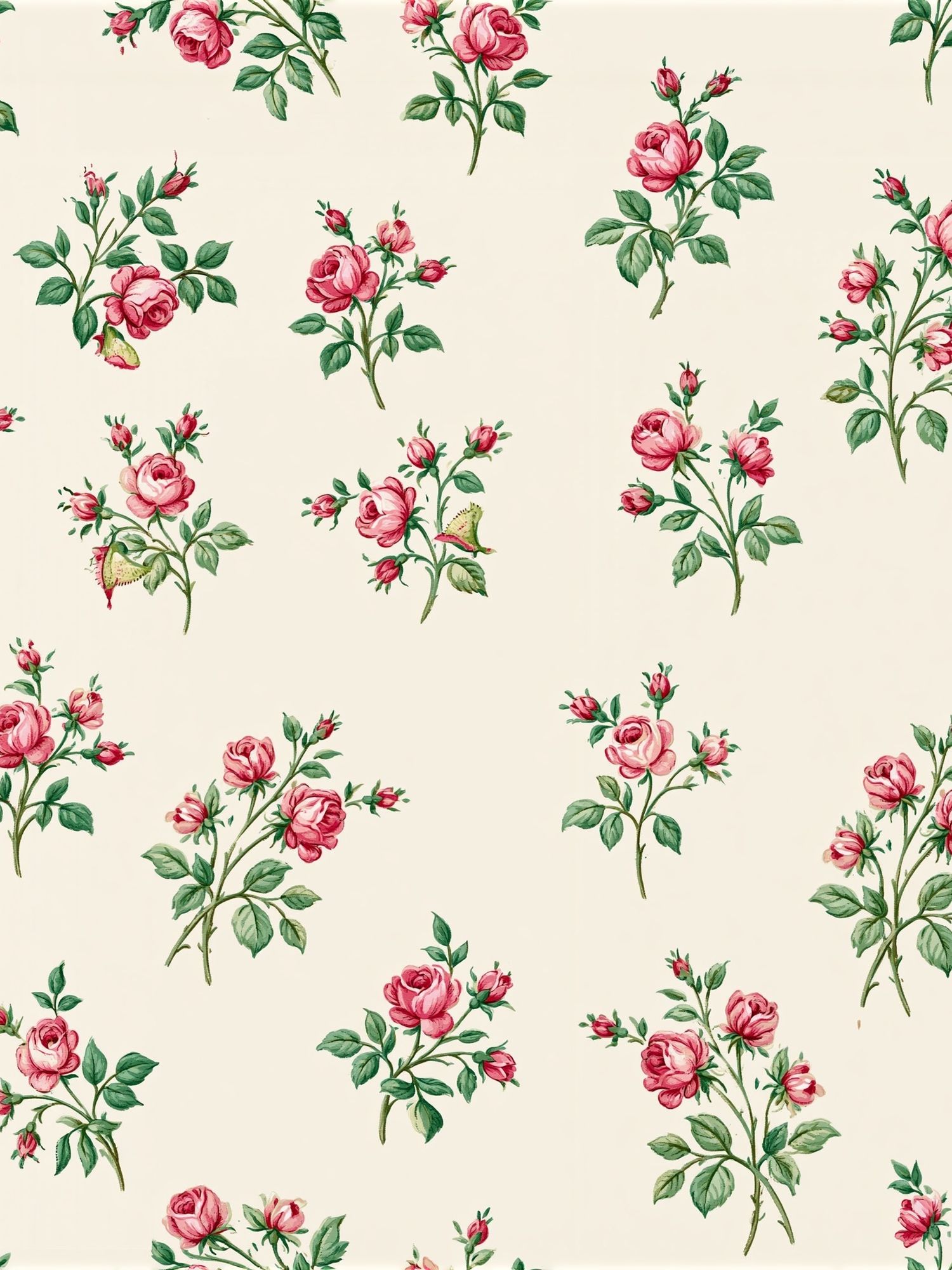 Pink Rose Botanical Pattern Poster. poster — botanical art