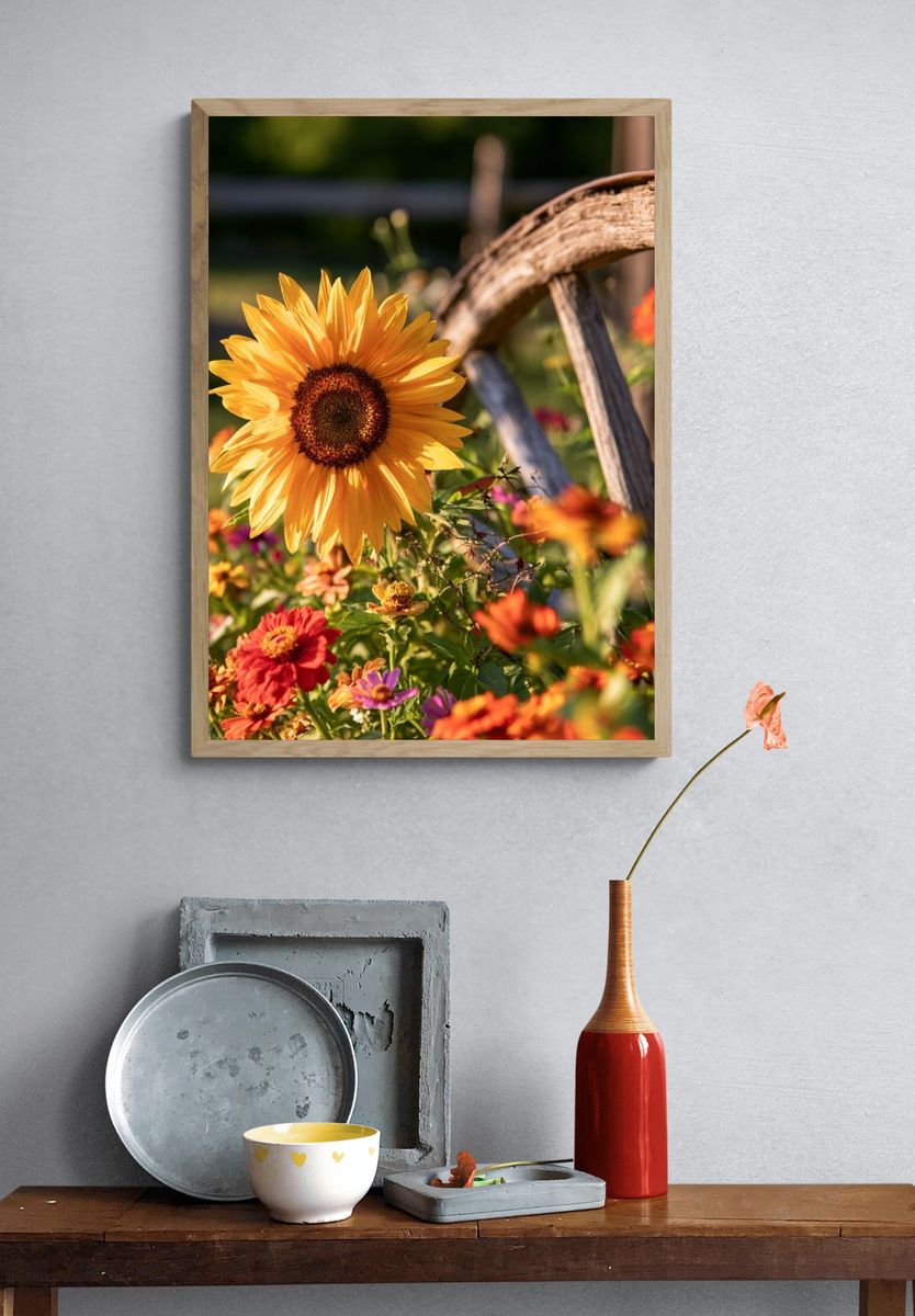 Sunflower Garden Bloom Print. — room view 3
