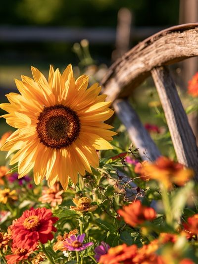 Sunflower Garden Bloom Print. poster