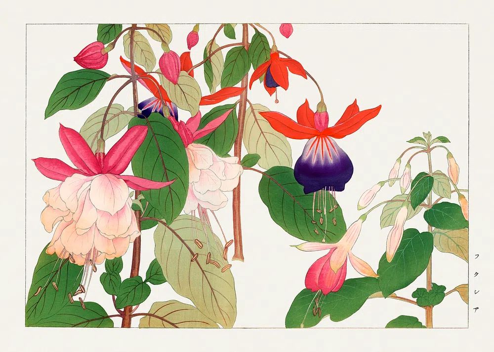 Fuchsia flower, Japanese woodblock art. poster — botanical art
