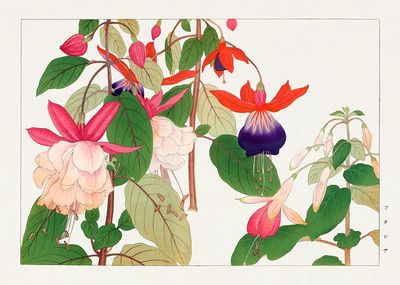 Fuchsia flower, Japanese woodblock art. poster print
