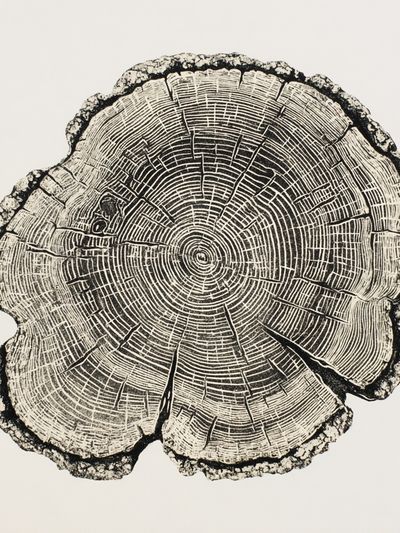 Tree Ring Botanical Print. poster print