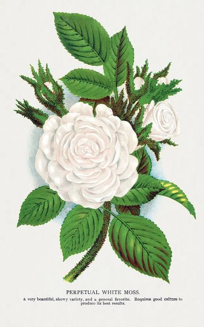 Perpetual White Moss Botanical Print. poster