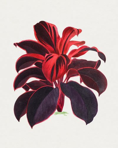 Hand drawn Hawaiian Ti plant. poster print