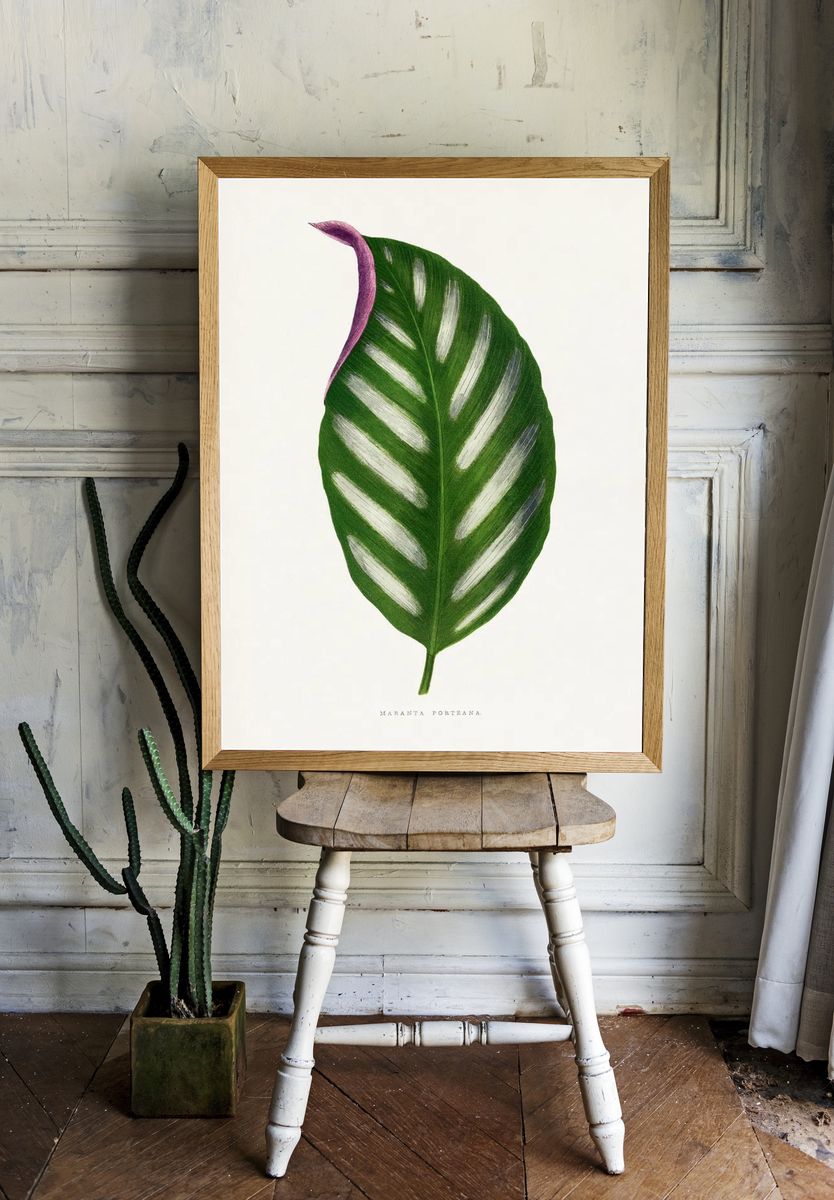 Maranta Porteana leaf illustration. Digitally. — room view 1
