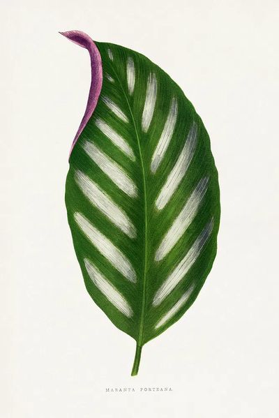 Maranta Porteana leaf illustration. Digitally. poster print