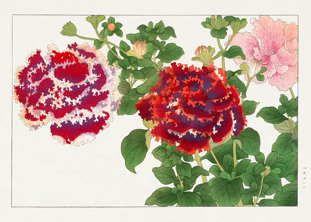 Peony Botanical Illustration Poster. poster detail