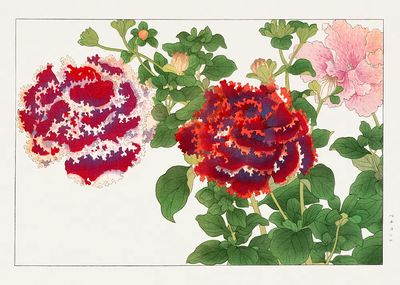 Peony Botanical Illustration Poster. poster