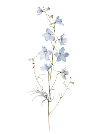 Blue Delphinium Botanical Print.