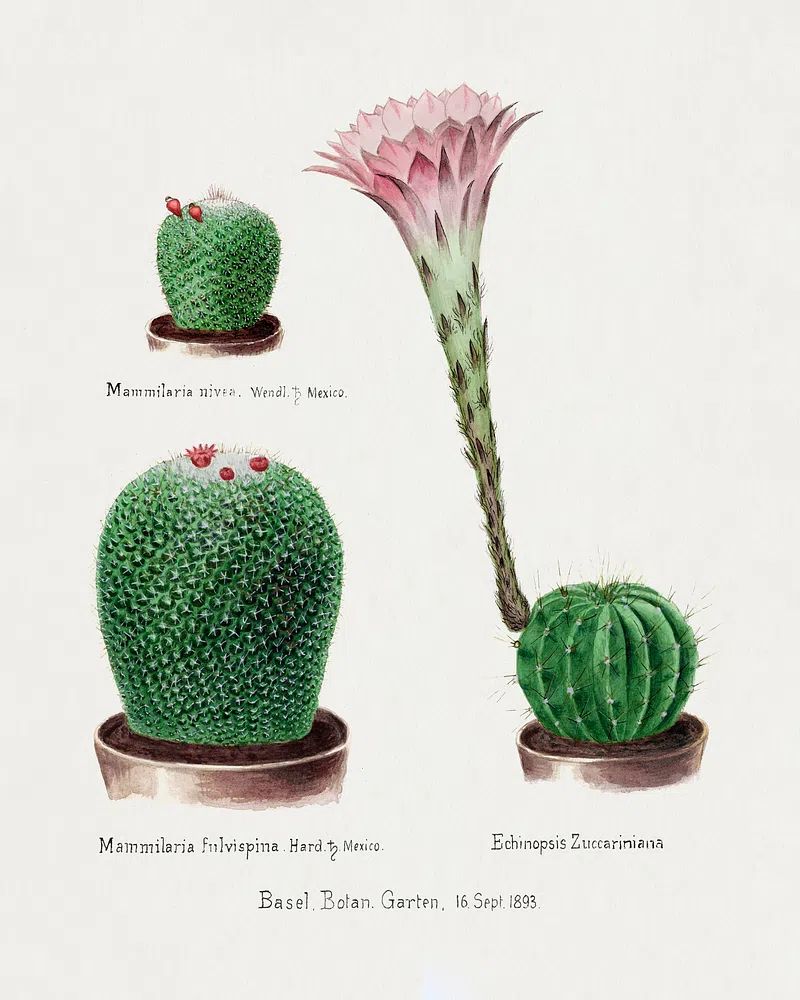 Vintage Cactus Botanical Print. poster — botanical art