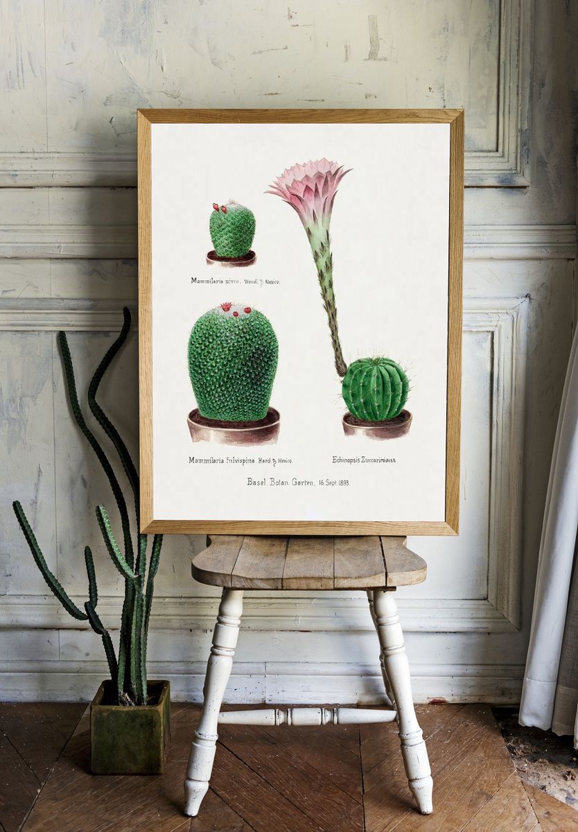 Vintage Cactus Botanical Print. room preview