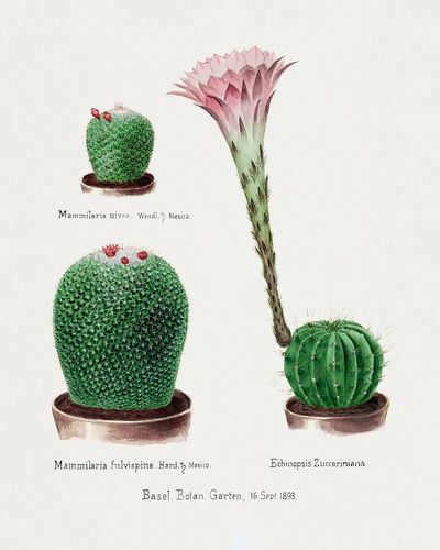 Vintage Cactus Botanical Print. poster
