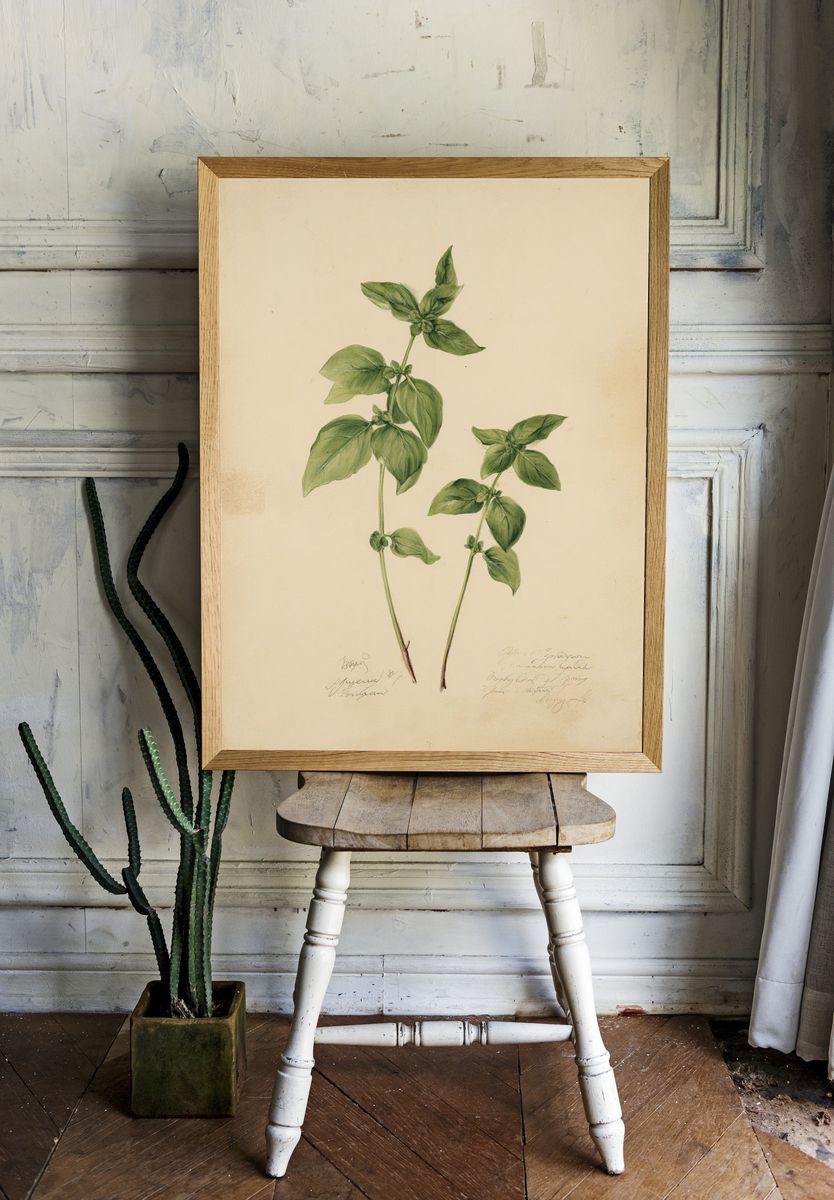 Basil Botanical Study Print. — room view 1