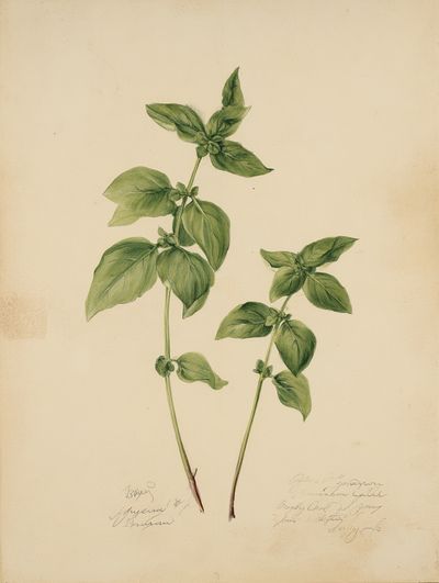 Basil Botanical Study Print. poster print