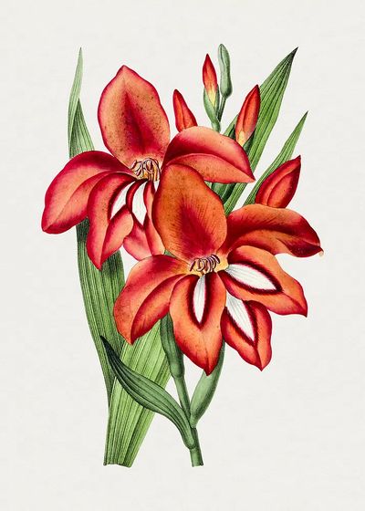 Vibrant Orchid Botanical Print. poster print