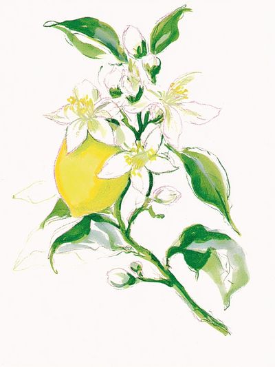 Lemon Blossom Watercolor Poster. poster