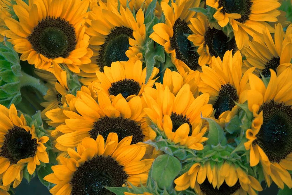 Bunch sunflowers. poster detail