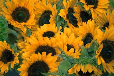 Bunch sunflowers.