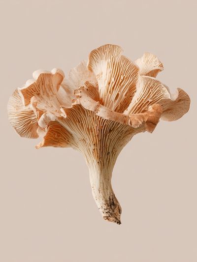 Oyster Mushroom Botanical Print. poster print