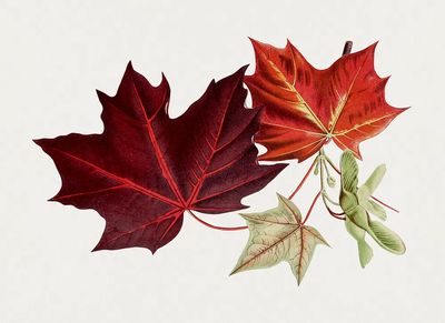 Hand drawn red maple leaves. poster print