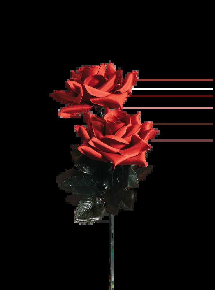 Beautiful red rose valentines day. poster detail