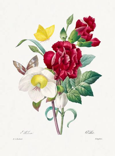 Hellebore Oeillet Pierre-Joseph Redouté (1759–1840). poster print