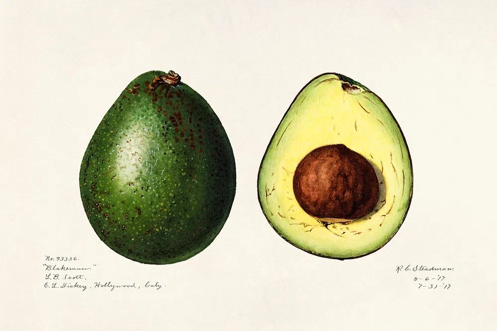 Avocado (Persea) (1916) Amada Almira. poster detail