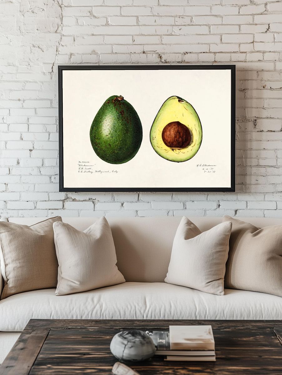 Avocado (Persea) (1916) Amada Almira. room preview