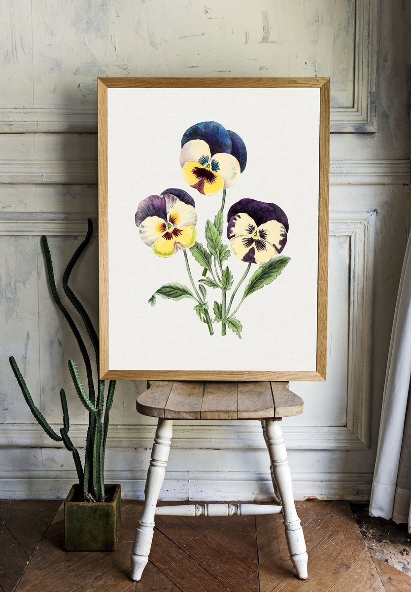 Hand drawn wild pansy flower. — room view 1