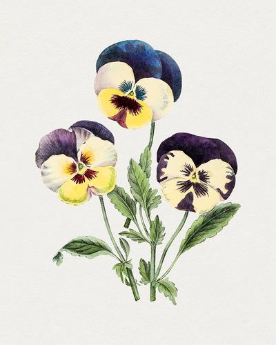 Hand drawn wild pansy flower. poster print