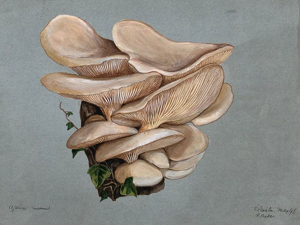 Mushroom Study — Botanical Print. poster — botanical art