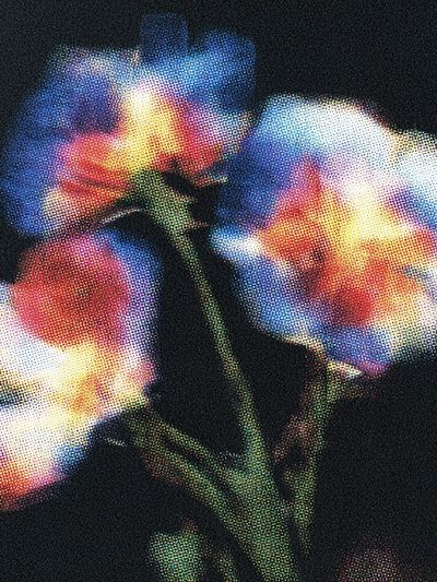 Glowing Poppy Bloom Illustration Poster. poster print