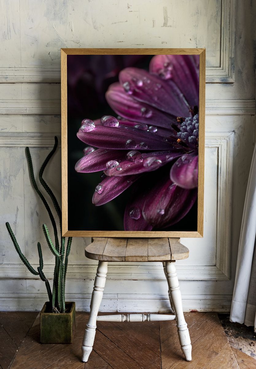 Purple Dahlia Macro Photography Poster. — room view 1