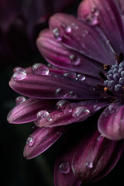 Purple Dahlia Macro Photography Poster. poster print