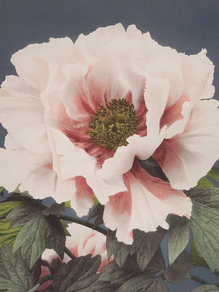 Beautiful photomechanical prints (1887–1897) Ogawa. poster — botanical art