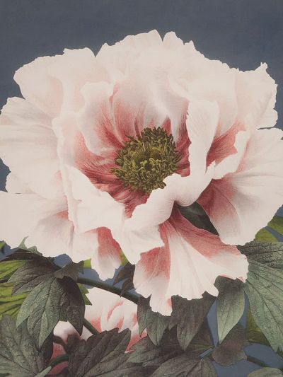 Beautiful photomechanical prints (1887–1897) Ogawa. poster