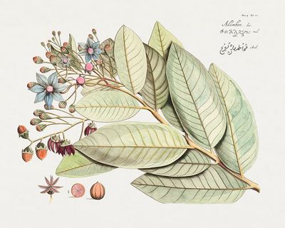 Botanical Illustration of Leaves and Flowers — Art Print. poster print
