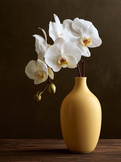 White Orchid Still Life Poster. poster