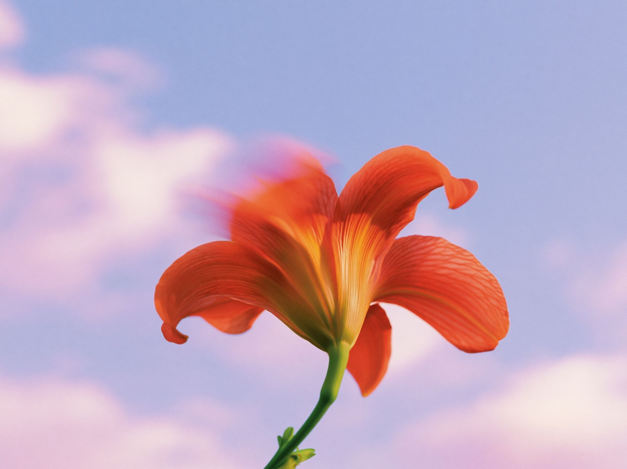 Orange Lily Bloom Botanical Print. poster — botanical art