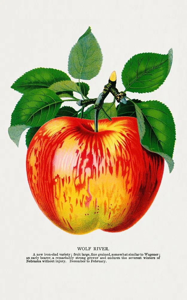 Wolf River apple lithograph. Digitally. poster detail
