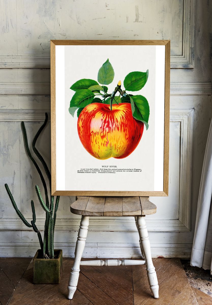 Wolf River apple lithograph. Digitally. room preview