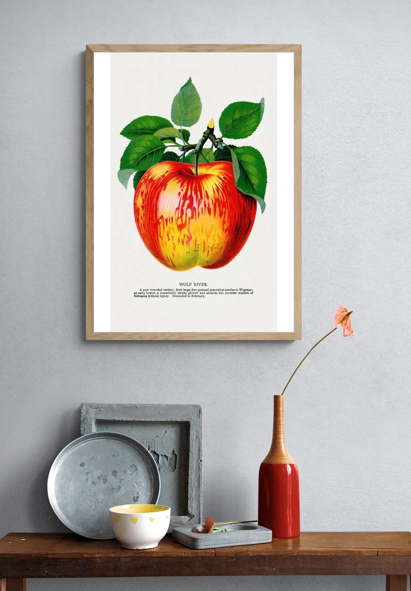 Wolf River apple lithograph. Digitally. — room view 3