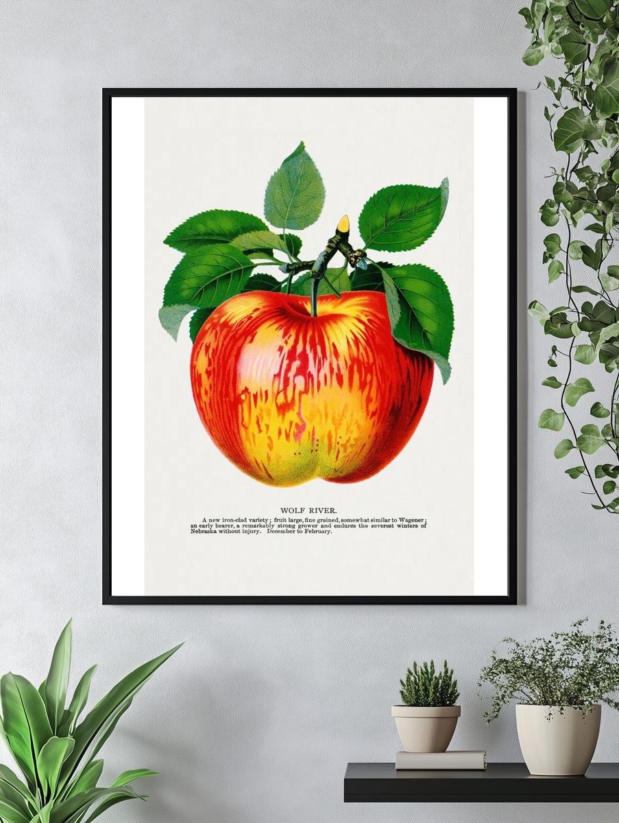 Wolf River apple lithograph. Digitally. — room view 4