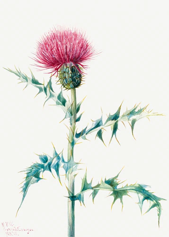 Thistle (Cirsium arizonica) (1938) Mary. poster detail