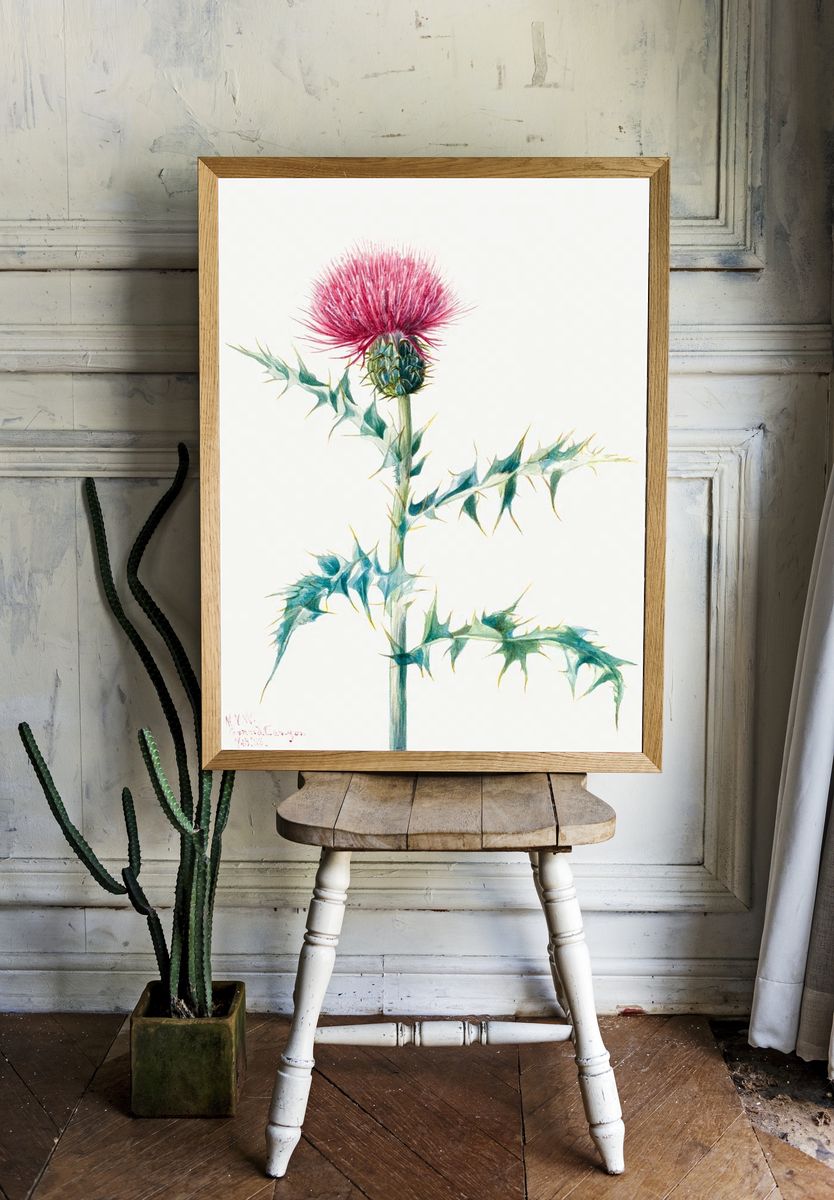 Thistle (Cirsium arizonica) (1938) Mary. — room view 1