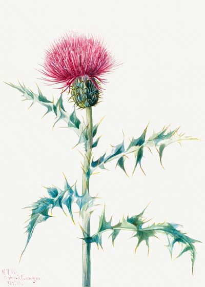 Thistle (Cirsium arizonica) (1938) Mary. poster print
