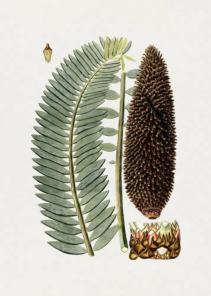 Botanical Fern and Cone Illustration Poster. poster detail